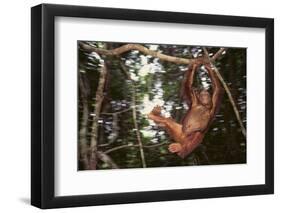 Orangutan-DLILLC-Framed Photographic Print