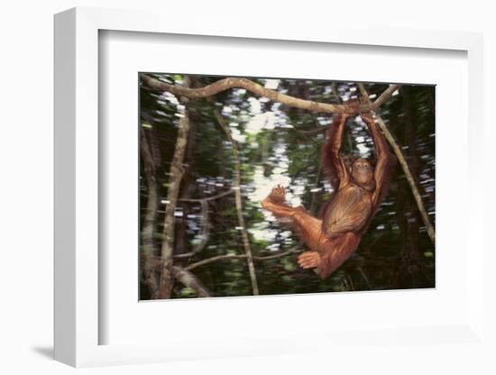 Orangutan-DLILLC-Framed Photographic Print