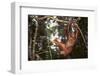 Orangutan-DLILLC-Framed Photographic Print