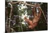 Orangutan-DLILLC-Mounted Photographic Print