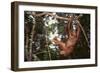 Orangutan-DLILLC-Framed Photographic Print