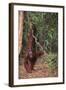 Orangutan-DLILLC-Framed Photographic Print