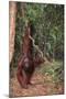 Orangutan-DLILLC-Mounted Photographic Print