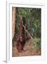 Orangutan-DLILLC-Framed Photographic Print