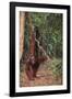 Orangutan-DLILLC-Framed Photographic Print