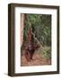 Orangutan-DLILLC-Framed Photographic Print