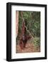 Orangutan-DLILLC-Framed Photographic Print