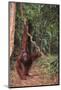 Orangutan-DLILLC-Mounted Photographic Print