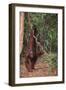 Orangutan-DLILLC-Framed Photographic Print