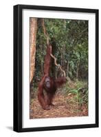 Orangutan-DLILLC-Framed Photographic Print