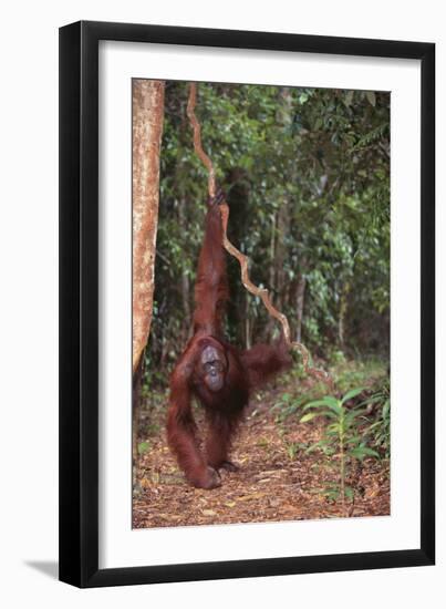 Orangutan-DLILLC-Framed Photographic Print