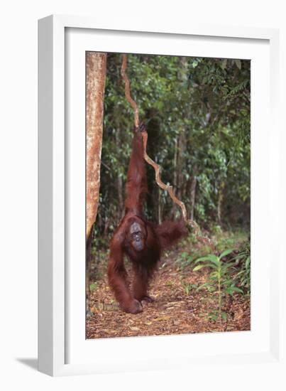 Orangutan-DLILLC-Framed Photographic Print