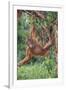 Orangutan-DLILLC-Framed Photographic Print