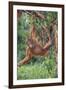 Orangutan-DLILLC-Framed Photographic Print