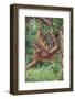 Orangutan-DLILLC-Framed Photographic Print