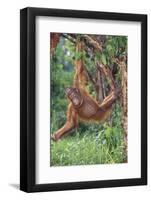 Orangutan-DLILLC-Framed Photographic Print