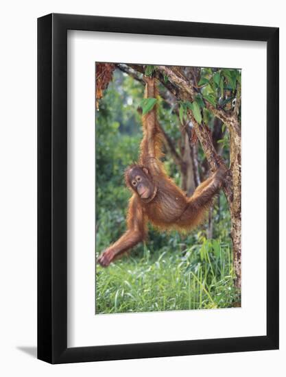 Orangutan-DLILLC-Framed Photographic Print