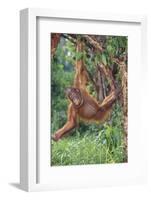 Orangutan-DLILLC-Framed Photographic Print