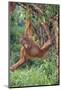 Orangutan-DLILLC-Mounted Photographic Print