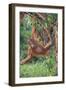 Orangutan-DLILLC-Framed Photographic Print