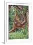 Orangutan-DLILLC-Framed Photographic Print