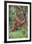 Orangutan-DLILLC-Framed Photographic Print