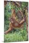 Orangutan-DLILLC-Mounted Photographic Print