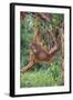 Orangutan-DLILLC-Framed Photographic Print