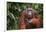 Orangutan-DLILLC-Framed Photographic Print