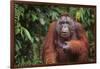 Orangutan-DLILLC-Framed Photographic Print