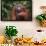 Orangutan-DLILLC-Framed Photographic Print displayed on a wall