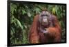 Orangutan-DLILLC-Framed Photographic Print