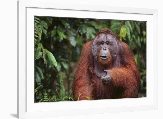 Orangutan-DLILLC-Framed Photographic Print