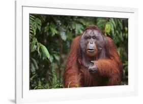 Orangutan-DLILLC-Framed Photographic Print