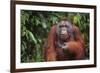 Orangutan-DLILLC-Framed Photographic Print