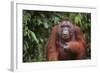 Orangutan-DLILLC-Framed Photographic Print