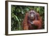 Orangutan-DLILLC-Framed Photographic Print