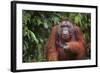 Orangutan-DLILLC-Framed Photographic Print