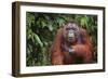 Orangutan-DLILLC-Framed Photographic Print