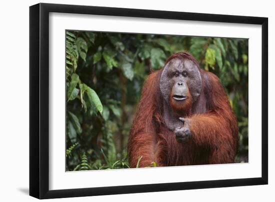 Orangutan-DLILLC-Framed Photographic Print