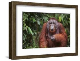 Orangutan-DLILLC-Framed Photographic Print