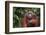 Orangutan-DLILLC-Framed Photographic Print