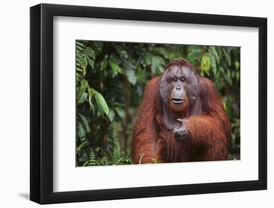 Orangutan-DLILLC-Framed Photographic Print