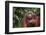 Orangutan-DLILLC-Framed Photographic Print