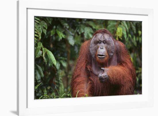 Orangutan-DLILLC-Framed Photographic Print