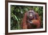 Orangutan-DLILLC-Framed Photographic Print