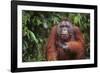 Orangutan-DLILLC-Framed Photographic Print