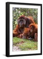 Orangutan-null-Framed Photographic Print