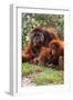 Orangutan-null-Framed Photographic Print