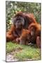 Orangutan-null-Mounted Photographic Print